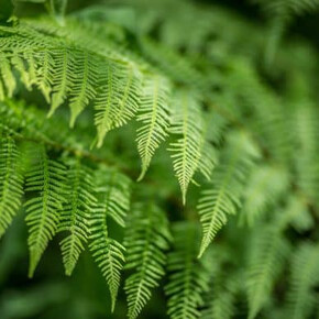 Thementage – Botanischer Alpengarten „Giardino Botanico Alpino delle Viote” auf dem Monte Bondone