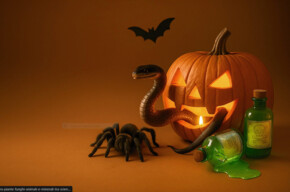 Halloween at MUSE - Poisons in Nature. Plants, fungi, animals, and minerals... between science and thrills!
