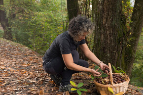 The Chiese marroni (chestnuts)
