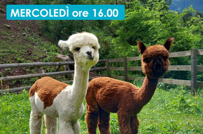 LAMA E ALPACA AMICI DEI BAMBINI!