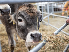 Agricultural Exhibition