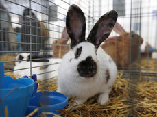 Agricultural Exhibition