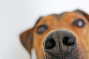 If I smell help - Medical detection dogs - MUSE If I smell help - Medical detection dogs - MUSE