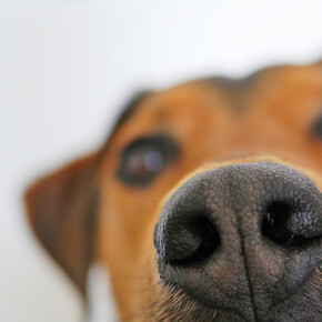 If I smell help - Medical detection dogs - MUSE If I smell help - Medical detection dogs - MUSE