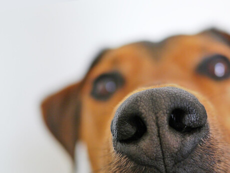 Wenn ich Hilfe wittere – Medizinische Spürhunde – MUSE Wenn ich Hilfe wittere – Medizinische Spürhunde – MUSE