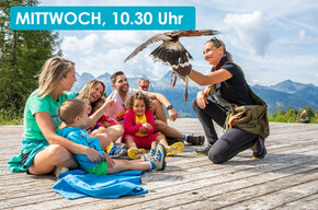 FALCONER AT PASSO LUSIA