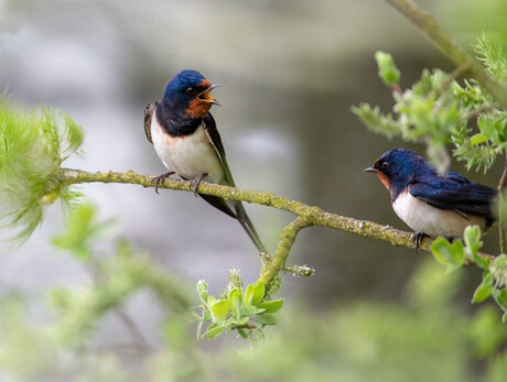 Talk biodiversi. Dialoghi sulla natura - MUSE