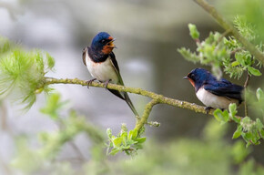 Talk biodiversi. Dialoghi sulla natura - MUSE