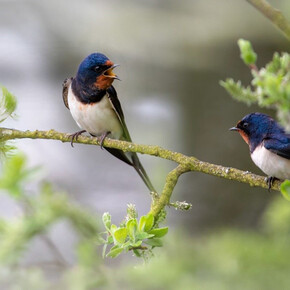Talk biodiversi. Dialoghi sulla natura - MUSE
