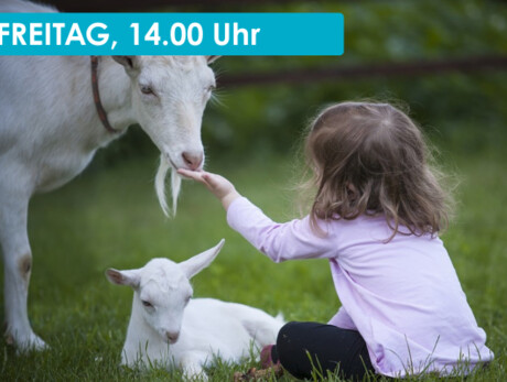 AN AFTERNOON WITH THE GOATS