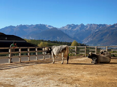 Guided tour of the Sicherhof Farm
