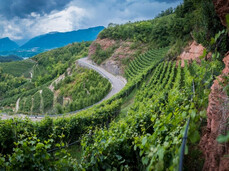 Wine trekking