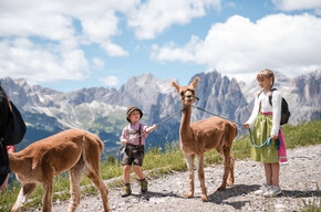 A spasso con gli alpaca - Buffaure