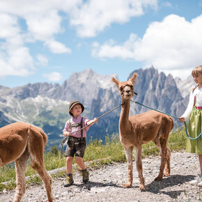A spasso con gli alpaca - Buffaure