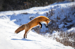 Laboratorio natura inverno