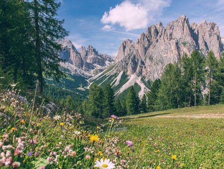 Circen Ciampedie