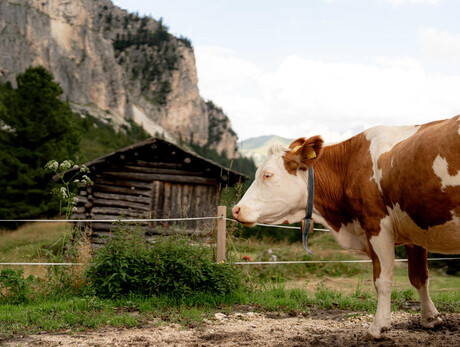Escursione in malga
