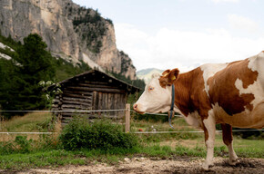 Escursione in malga