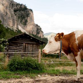 Escursione in malga
