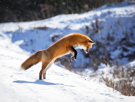 Laboratorio natura inverno