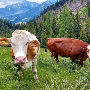 Slurp! The mountain cheese