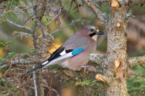 Sulle tracce degli animali del bosco