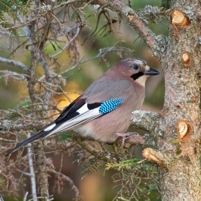 Sulle tracce degli animali del bosco
