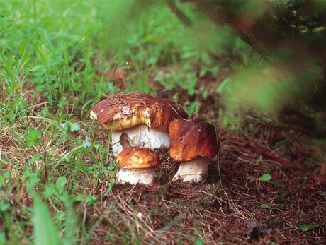 Andar per funghi con il micologo