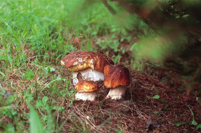 Andar per funghi con il micologo