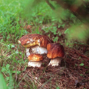 Andar per funghi con il micologo