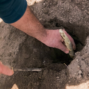 L'immagine mostra una persona mentre raccoglie un asparago bianco dal terreno con l'aiuto di un coltello. La mano sinistra estrae delicatamente l'asparago da una buca, mentre la destra utilizza lo strumento per tagliarlo. Il terreno appare soffice e smosso, tipico della coltivazione degli asparagi bianchi. La scena è ravvicinata, mettendo in evidenza il gesto della raccolta.