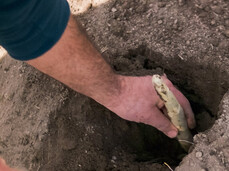 The image shows a person harvesting a white asparagus from the soil using a knife. The left hand gently lifts the asparagus from a hole, while the right hand uses the tool to cut it. The soil appears soft and loose, typical of white asparagus cultivation. The scene is close-up, highlighting the harvesting gesture.