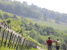 Persone che passeggaino tra i vigneti