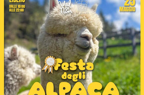Festa degli Alpaca