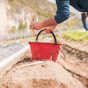 The image shows a person harvesting white asparagus in a field, placing them into a red bucket. The soil is mounded, a technique typical for this cultivation. In the background, other people are working, with a mountainous landscape. The scene is bright, suggesting a springtime atmosphere.