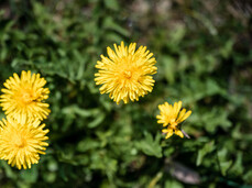 Zicoria FestiVal di Sole