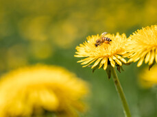 Zicoria FestiVal di Sole