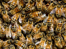 From the woods...to a beehive