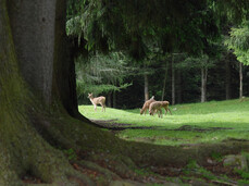 Naturforscher – Klangwanderungen