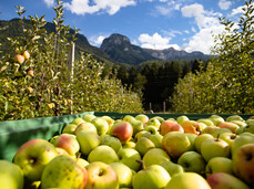 Gustonatura: Das warme Herz des Apfels