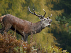 Das Röhren der Hirsch
