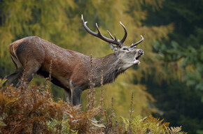 Das Röhren der Hirsch