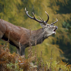 Das Röhren der Hirsch