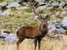 Das Röhren der Hirsch