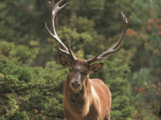 Das Röhren der Hirsch
