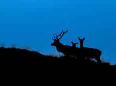 Das Röhren der Hirsch