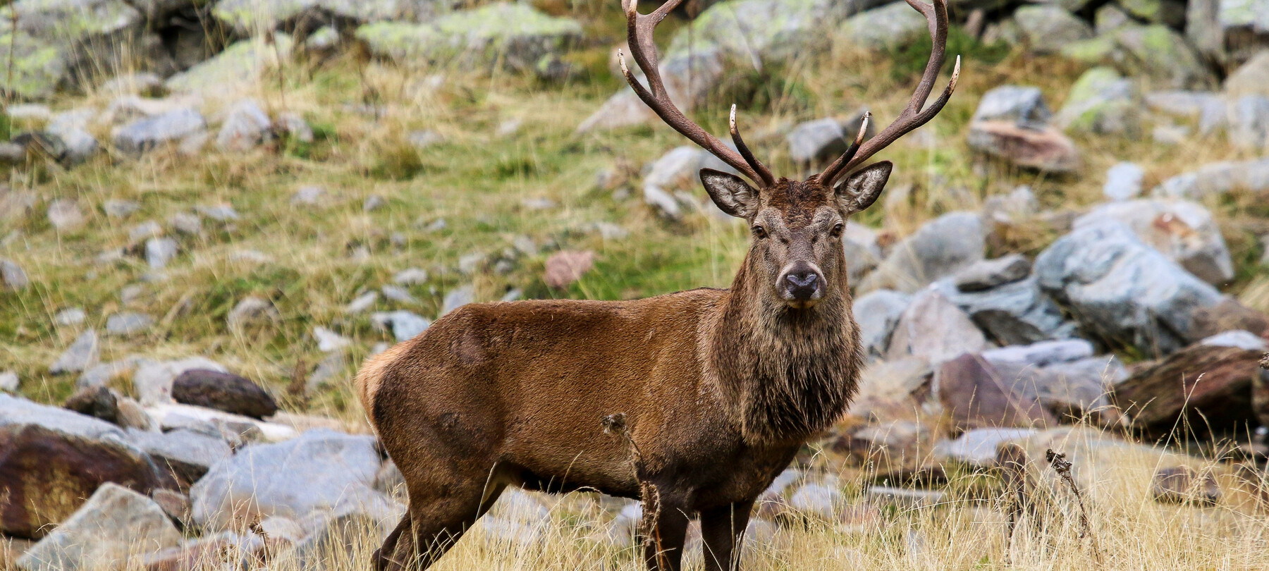 The bellow of the stag in Trentino