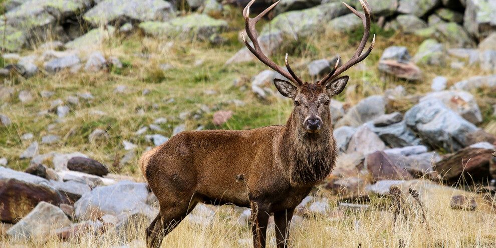 Visit the Stelvio National Park