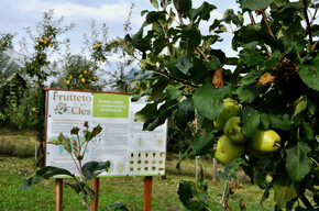The ancient apples