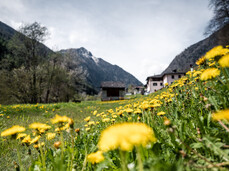 DANDELION MASTERCLASS: TASTE THE FIELDS